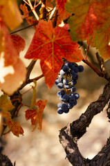 Blue grape cluster on vine closeup photo