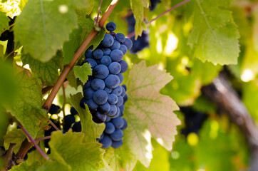 Blue grape cluster on vine closeup photo
