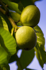 ripening green walnuts grow on a tree. close