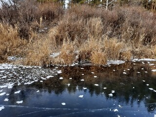 the forest lake is covered with ice