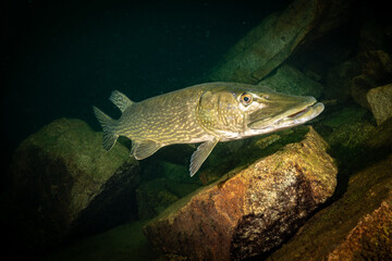Big pike in a flooded quarry 