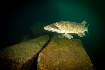 Underwater photo of big pike in lake