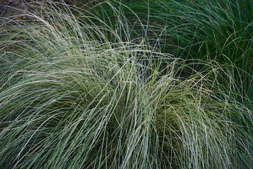 Silk Tassel Japanese sedge (Carex morrowii var. temnolepis 'Silk Tassel')