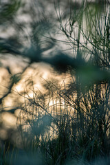 Coucher de soleil en forêt sur feuillages abstrait
