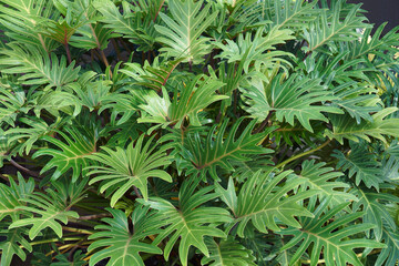 Fototapeta na wymiar Winterbourn (Thaumatophyllum xanadu). Another botanical names are Philodendron xanadu and Philodendron x 'Winterbourn' Xanadu