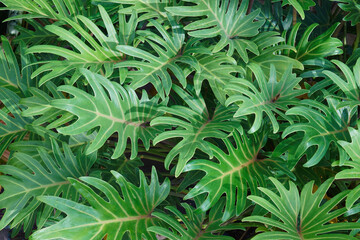 Naklejka na ściany i meble Winterbourn (Thaumatophyllum xanadu). Another botanical names are Philodendron xanadu and Philodendron x 'Winterbourn' Xanadu