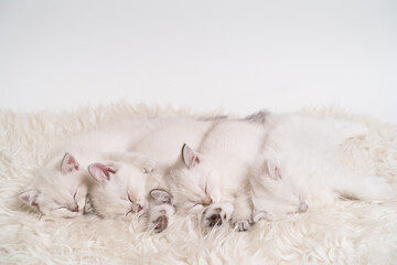 four cute fluffy white kittens are sleeping next to each other on a light blanket
