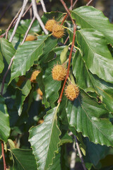 American beech (Fagus grandifolia). Known as North American beech also.