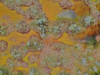 autumn swamp is multi-colored near a forest lake with mirror water. alien landscape. Aerial drone view. Flying over. View from top down. abstract texture background pattern