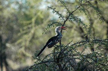 Red billed Hornbill bird on Acacia thorn tree- Kruger National Park, South Africa