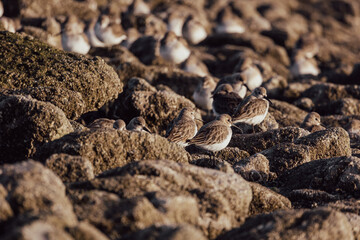 Group of sandpiper birds resting on the shoreline in between the rocks. Small brown shore birds...