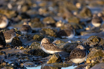 Little sandpiper bird hiding its beak in its feathers. Small brown bird sitting between the rocks on the beach in france