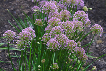 Millenium Ornamental Onion (Allium 'Millenium'). Called Millenium Flowering Onion also. Hybrid variety of Allium nutans