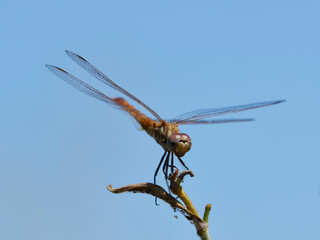 Dragonfly perched on a bush, near Xativa, Valencia, Spain.