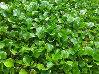 Fototapeta na wymiar Group of green water hyacinth floating plant