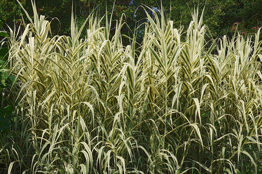 Striped giant reed (Arundo donax 'Variegata'). Called Variegated giant reed also. Synonym: Arundo donax var. versicolor