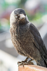 The western jackdaw in town on a blurry background