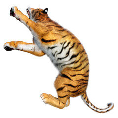 3D Rendering Big Cat Tiger on White