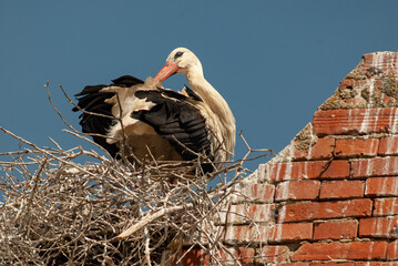 Cigogne blanche, ciconia ciconia