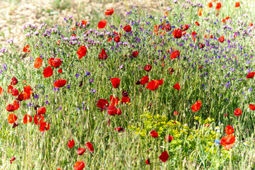 Coquelicot, Papaver rhoeas