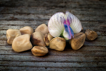 Grass pea (Lathyrus sativus), edible legume of Africa and Asia