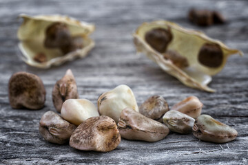 Grass pea (Lathyrus sativus), edible legume of Africa and Asia