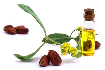 Jojoba (Simmondsia chinensis) oil, leaves, flower and seeds - obrazy, fototapety, plakaty