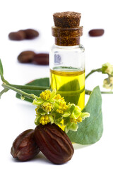 Jojoba (Simmondsia chinensis) oil, leaves, flower and seeds