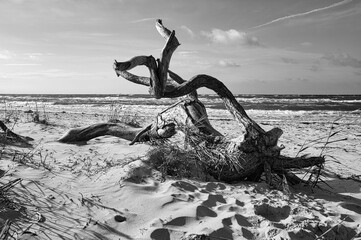 Tree root lying on the Baltic Sea coast on the beach in front of the sea in black and white.