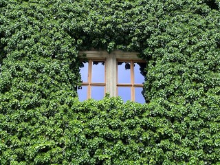 zugewachsenes Fenster an Schloss Merseburg