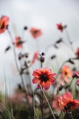 Fleurs rouge
