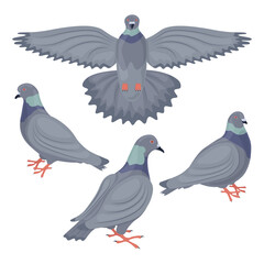 A set with the image of pigeons. Pigeons depicted from different angles. Collection of urban birds. Vector illustration on a white background