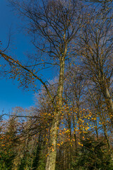 Fototapeta premium Danish beech forest in central Jutland.