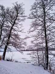 trees in snow