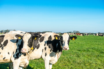 Dutch cows in Dutch meadow landscape
