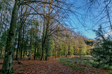 Danish beech forest in central Jutland.