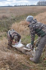 Hunters work at field dressing a deer