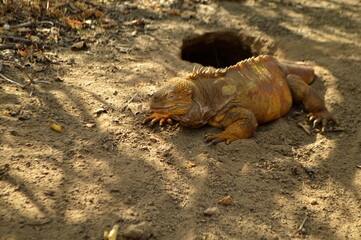 Land iguana endemic to the Galapagos islands crawling out of its burrow, Isabella island, Ecuador