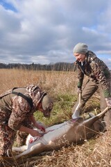 Hunter work to field dress a deer 
