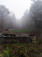 morning in the forest