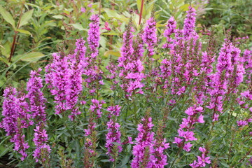 bright wildflower Lythrum salicaria in the wild