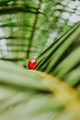ladybird on a leaf