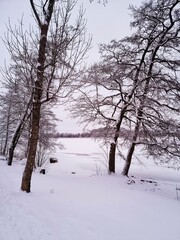 Obraz premium trees in snow