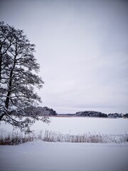 trees in the snow