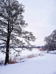 snow covered trees