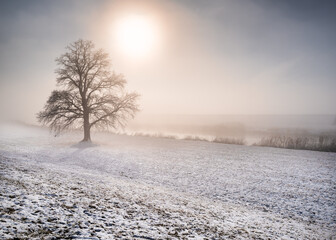 Fototapeta na wymiar samotne drzewo dąb zimą nad brzegiem rzeki lub kanału we mgle