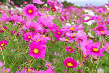 Obraz premium 淡路島のコスモス畑
