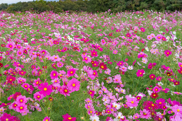 淡路島のコスモス畑