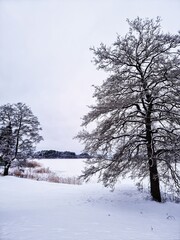 trees in snow