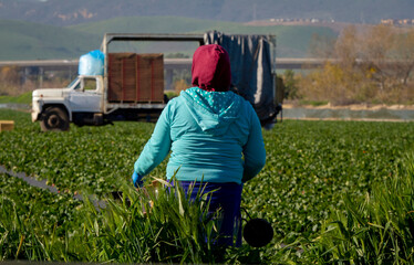 Female farm worker in a hooded sweatshirt holding a box near a field with a truck in the distance
